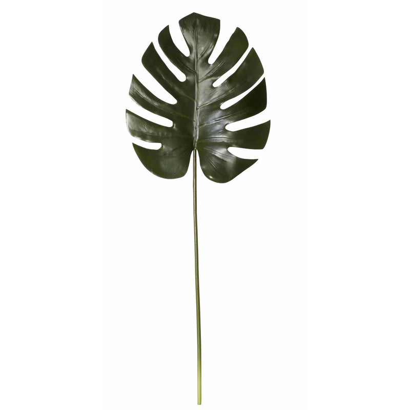 Plant Monsteria Rogue Leaf