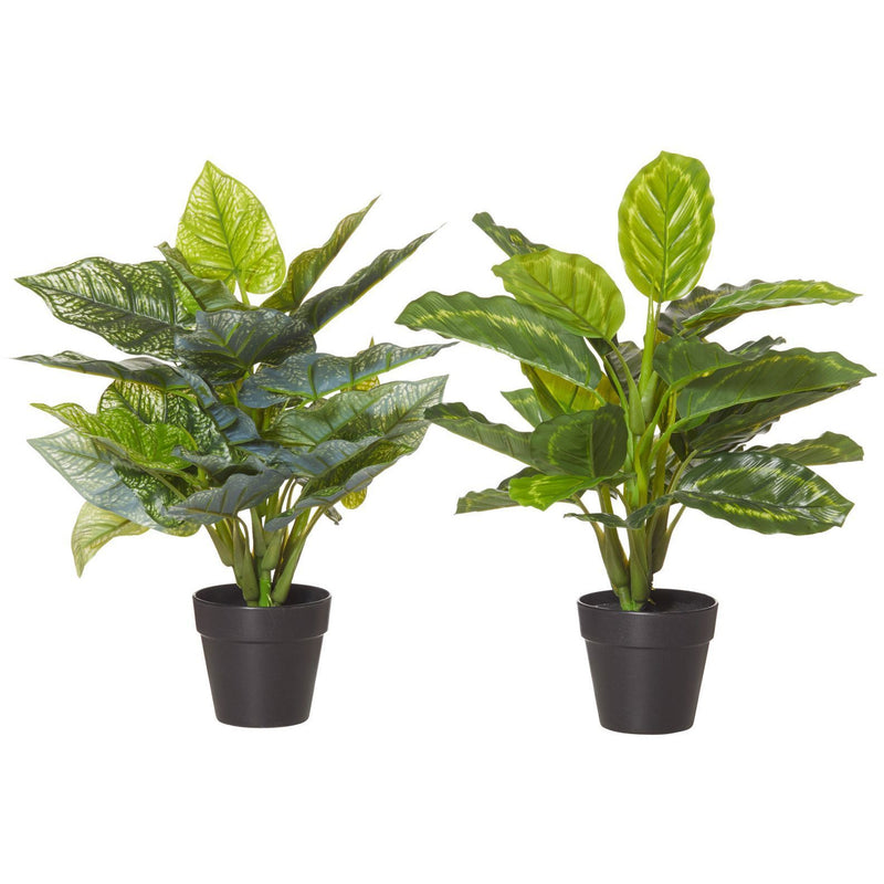 Plant Indoor Variety 42cm