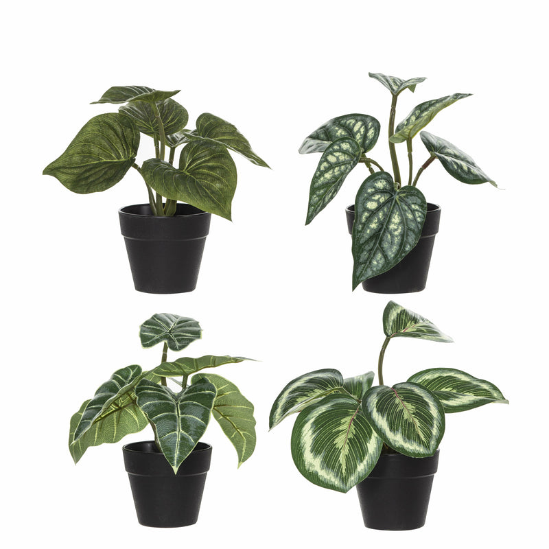 Tropical Plants Assorted