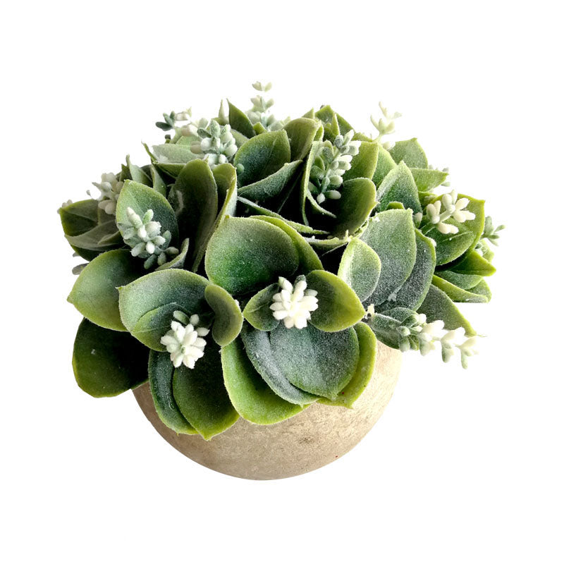 White Flowering Succulent in Round Pot