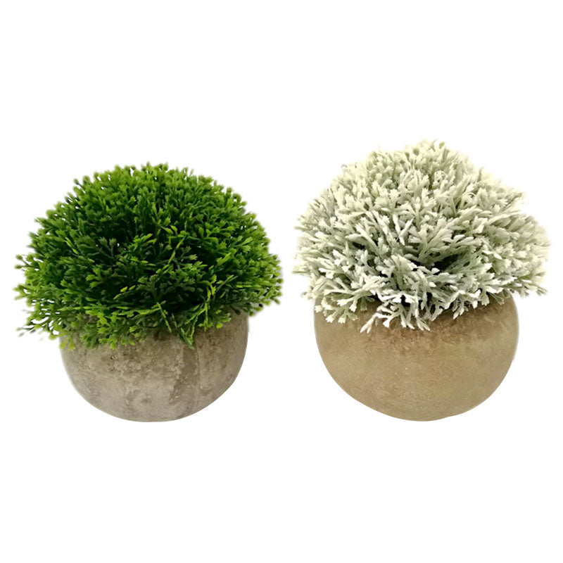 Plant Coral Foilage in Round Pot