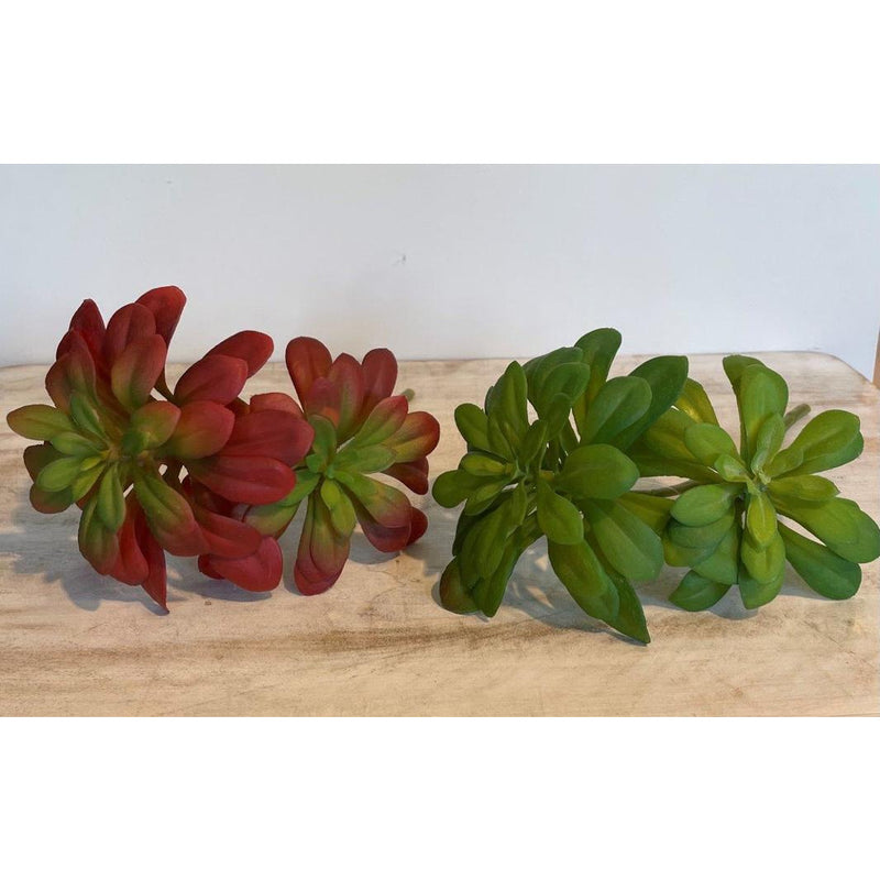 Green & Red Echiveria Succulent