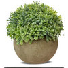 Green & Grey Foliage Plant In Pot 12cm