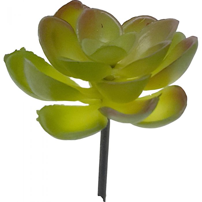 Small Flower Succulent