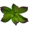 Plant Green & Purple Jade Single