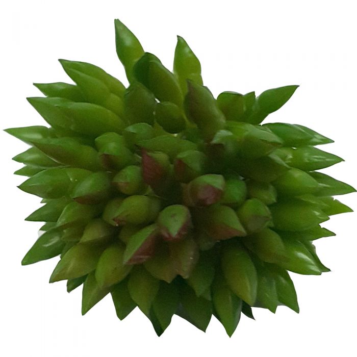 Plant Mini Spiky Succulent