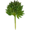 Plant Mini Spiky Succulent