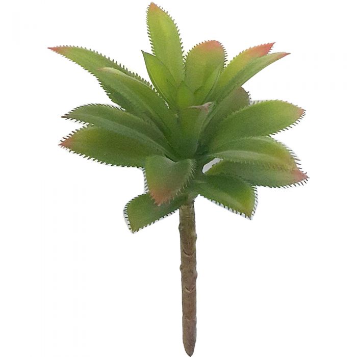Plant Sawtooth Agave