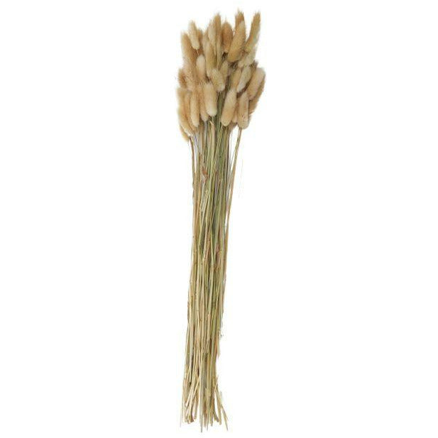 Lagurus Dried Flower Bunch Natural