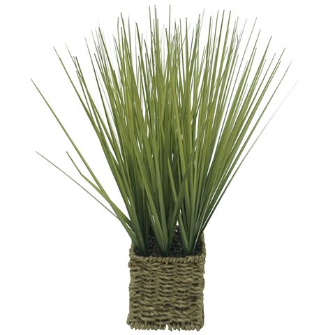 Plant Onion Grass in Basket -Small