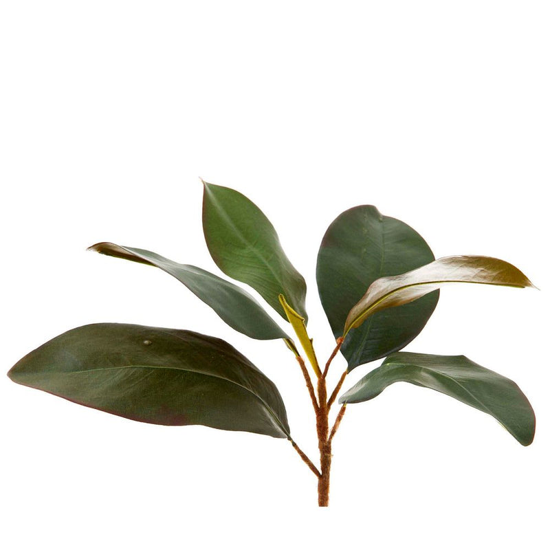 Magnolia Leaf Spray Green