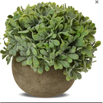Green & Grey Foliage Plant In Pot 12cm