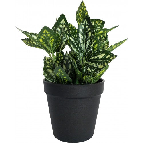 Plant Variegated Potted